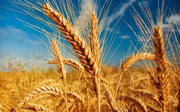 立邦、三棵樹、亞士、嘉寶莉等爭相追求國家